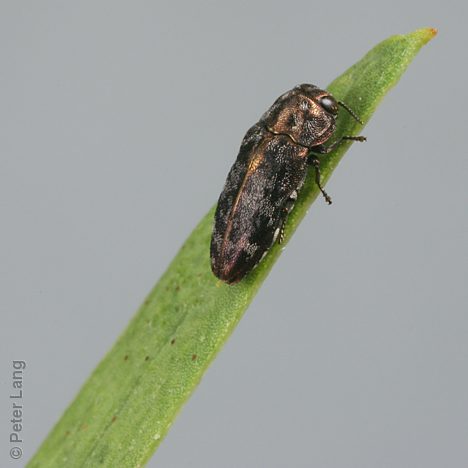Diphucrania parva, PL0955A, female, on Acacia ligulata, MU, 5.2 × 2.0 mm
